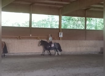 Cob, Klacz, 11 lat, 137 cm, Karodereszowata