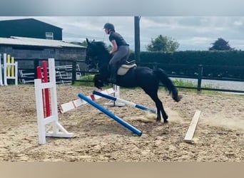 Cob, Klacz, 12 lat, 148 cm, Kara