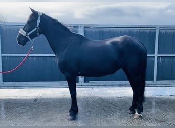 Cob, Klacz, 15 lat, 153 cm, Kara