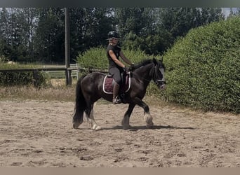 Cob, Klacz, 4 lat, 138 cm, Kara