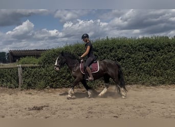 Cob, Klacz, 4 lat, 138 cm, Kara