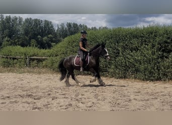 Cob, Klacz, 4 lat, 138 cm, Kara