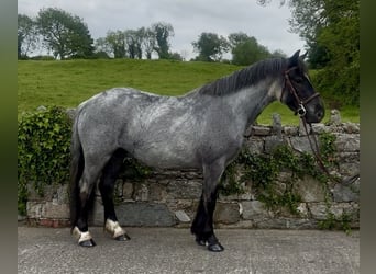 Cob, Klacz, 4 lat, 138 cm, Karodereszowata