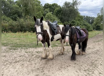 Cob Mix, Klacz, 4 lat, 147 cm, Tobiano wszelkich maści