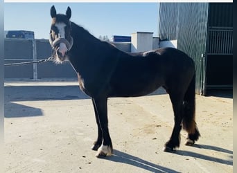 Cob, Klacz, 4 lat, 148 cm, Gniada