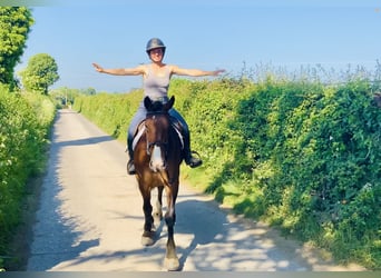Cob, Klacz, 4 lat, 148 cm, Gniada