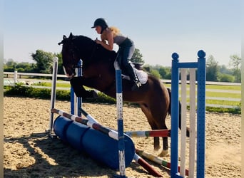Cob, Klacz, 4 lat, 148 cm, Gniada