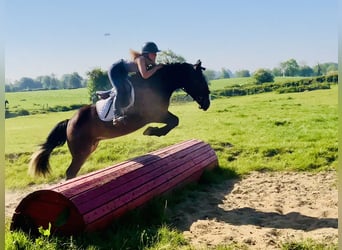 Cob, Klacz, 4 lat, 148 cm, Gniada