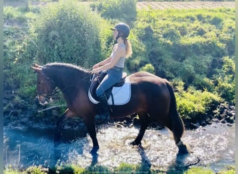 Cob, Klacz, 4 lat, 148 cm, Gniada