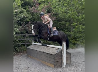 Cob, Klacz, 4 lat, 150 cm, Kara
