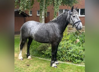 Cob Mix, Klacz, 4 lat, 151 cm, Siwa