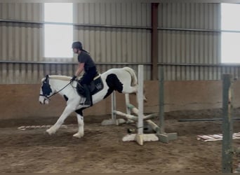 Cob, Klacz, 4 lat, 154 cm, Srokata