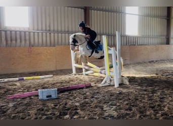 Cob, Klacz, 5 lat, 133 cm, Srokata