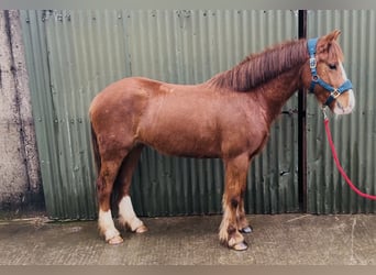 Cob, Klacz, 5 lat, 137 cm, Ciemnokasztanowata