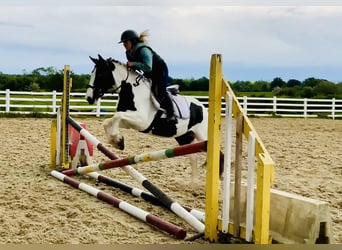Cob, Klacz, 5 lat, 138 cm, Srokata