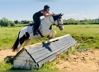 Cob, Klacz, 5 lat, 138 cm, Srokata