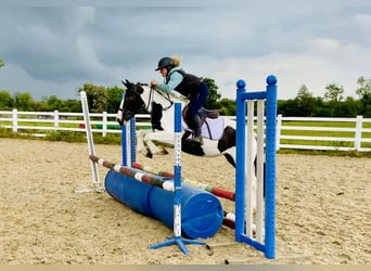 Cob, Klacz, 5 lat, 138 cm, Srokata