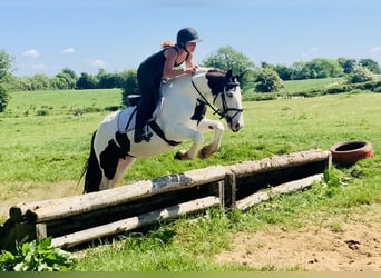 Cob, Klacz, 5 lat, 138 cm, Srokata
