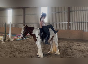 Cob, Klacz, 5 lat, 140 cm, Srokata