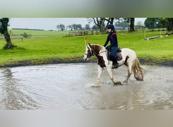Cob, Klacz, 5 lat, 140 cm, Srokata