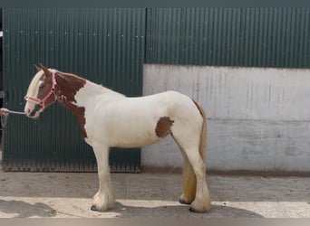 Cob, Klacz, 5 lat, 140 cm, Srokata