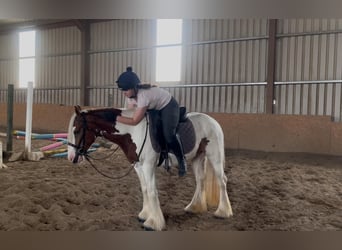 Cob, Klacz, 5 lat, 140 cm, Srokata