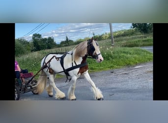 Cob, Klacz, 5 lat, 140 cm, Srokata