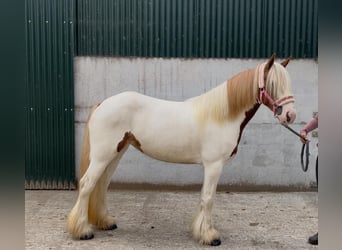 Cob, Klacz, 5 lat, 140 cm, Srokata