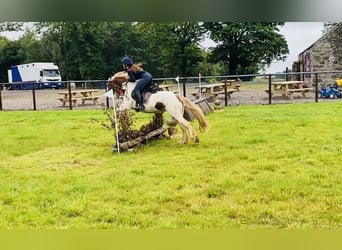 Cob, Klacz, 5 lat, 140 cm, Srokata