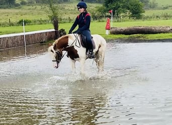 Cob, Klacz, 5 lat, 140 cm, Srokata