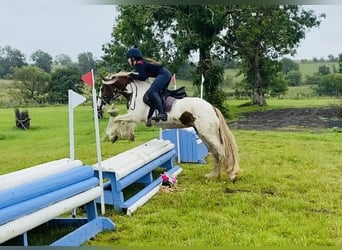 Cob, Klacz, 5 lat, 140 cm, Srokata