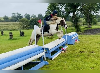Cob, Klacz, 5 lat, 140 cm, Srokata