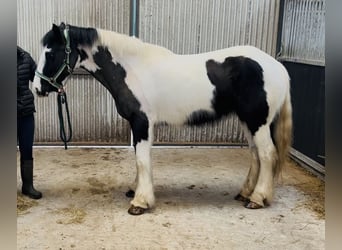 Cob, Klacz, 5 lat, 143 cm, Srokata