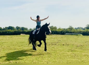 Cob, Klacz, 5 lat, 152 cm, Kara