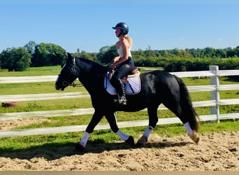 Cob, Klacz, 5 lat, 152 cm, Kara