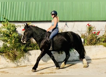 Cob, Klacz, 5 lat, 152 cm, Kara