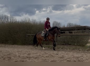 Cob Mix, Klacz, 5 lat, 155 cm, Gniada