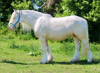 Cob, Klacz, 5 lat, Cremello