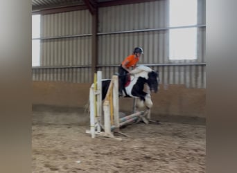 Cob, Klacz, 6 lat, 136 cm, Srokata