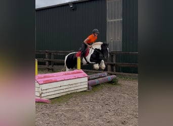 Cob, Klacz, 6 lat, 136 cm, Srokata