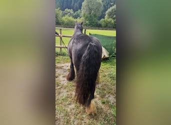 Cob, Klacz, 6 lat, 142 cm, Kara