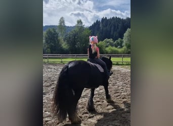 Cob, Klacz, 6 lat, 142 cm, Kara