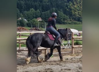 Cob, Klacz, 6 lat, 142 cm, Kara