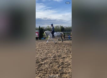 Cob, Klacz, 6 lat, 142 cm, Siwa
