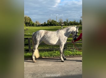Cob, Klacz, 6 lat, 142 cm, Siwa
