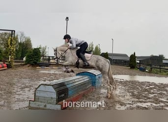 Cob, Klacz, 6 lat, 142 cm, Siwa