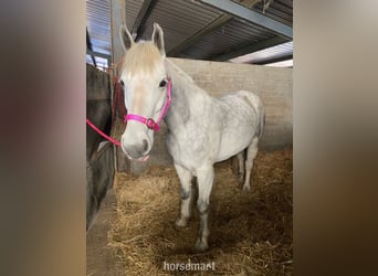 Cob, Klacz, 6 lat, 142 cm, Siwa