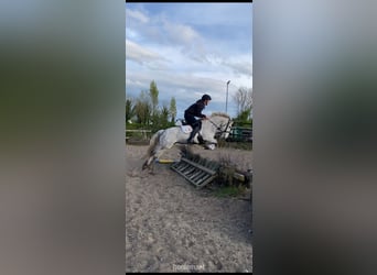 Cob, Klacz, 6 lat, 142 cm, Siwa
