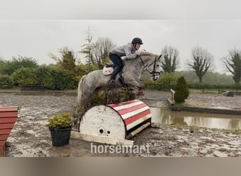Cob, Klacz, 6 lat, 142 cm, Siwa
