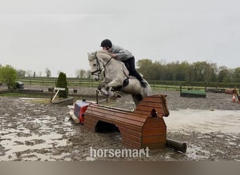 Cob, Klacz, 6 lat, 142 cm, Siwa